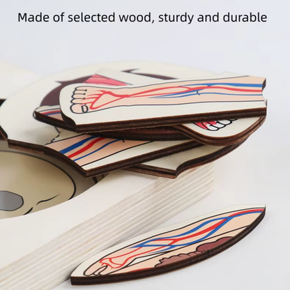 Rompecabezas Cuerpo Humano en Capas