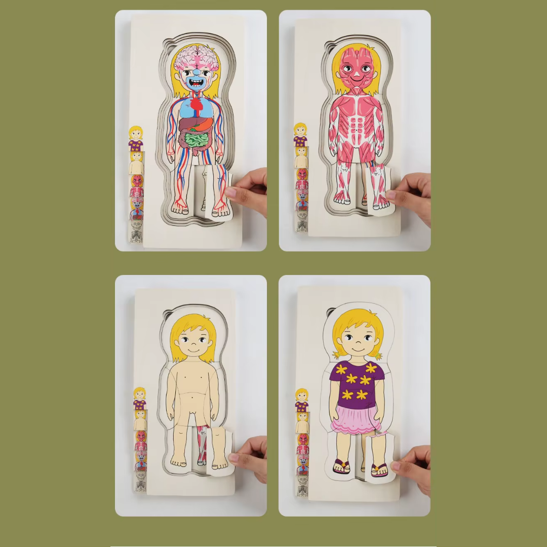 Rompecabezas Cuerpo Humano en Capas